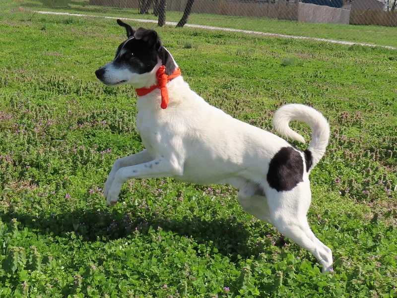 Sparky  Ca thumbnail 5