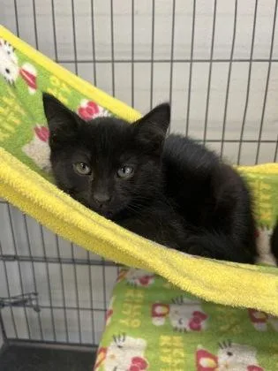 A young small-sized female Domestic Short Hair cat named KaPow for adoption in Baton Rouge, LA