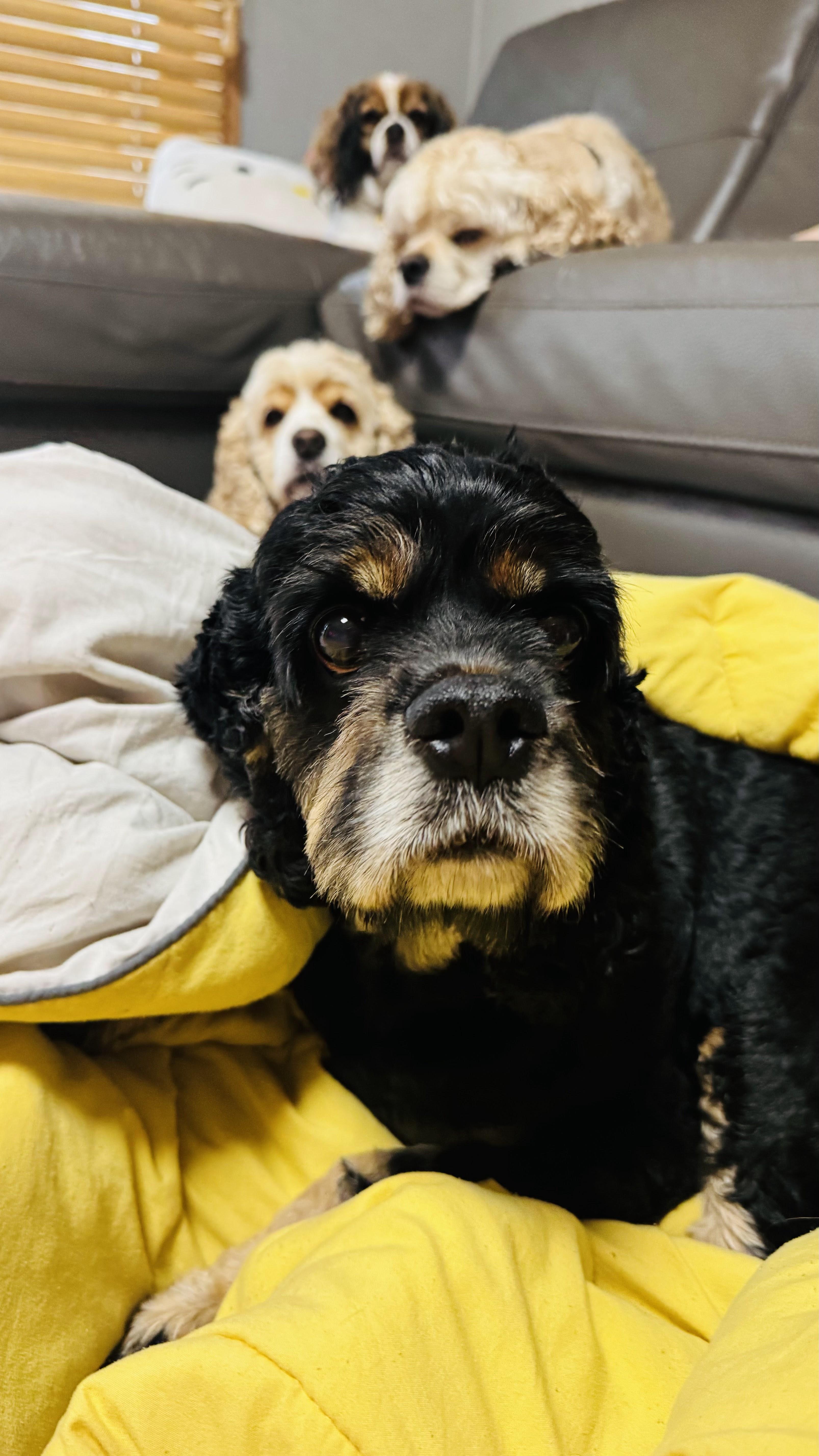 An adult small-sized male Cocker Spaniel dog named Nico for adoption in Sherman Oaks, CA