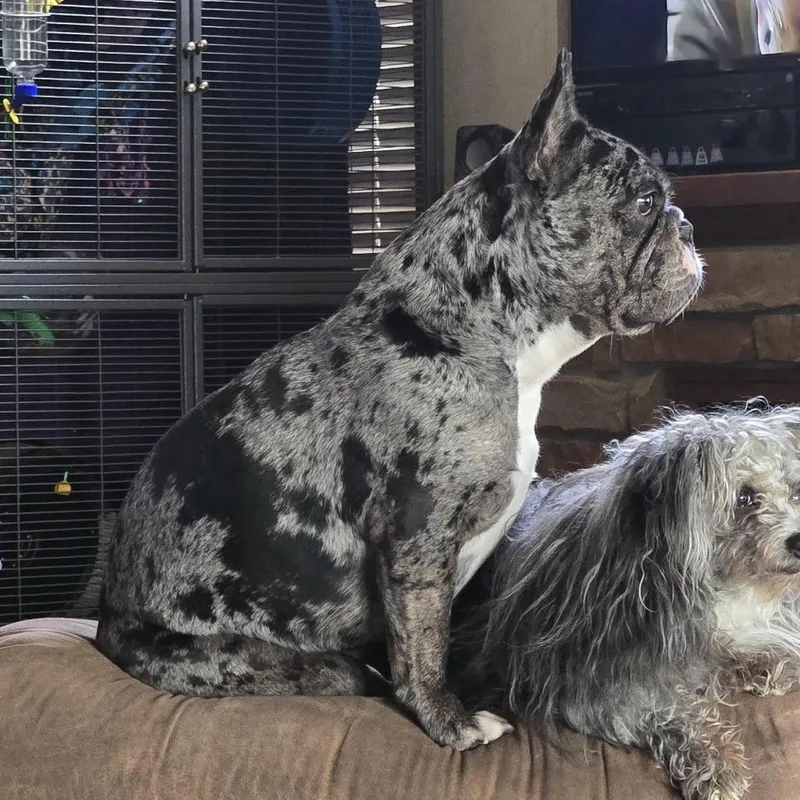 An adult medium-sized female Gray / Blue / Silver French Bulldog dog named Luuna D for adoption in Princeton, MN