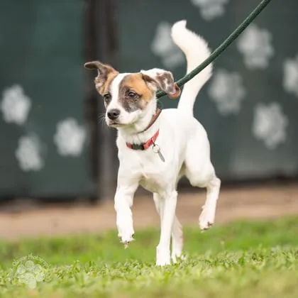 A baby small-sized male Terrier dog named Poseidon for adoption in Honolulu, HI