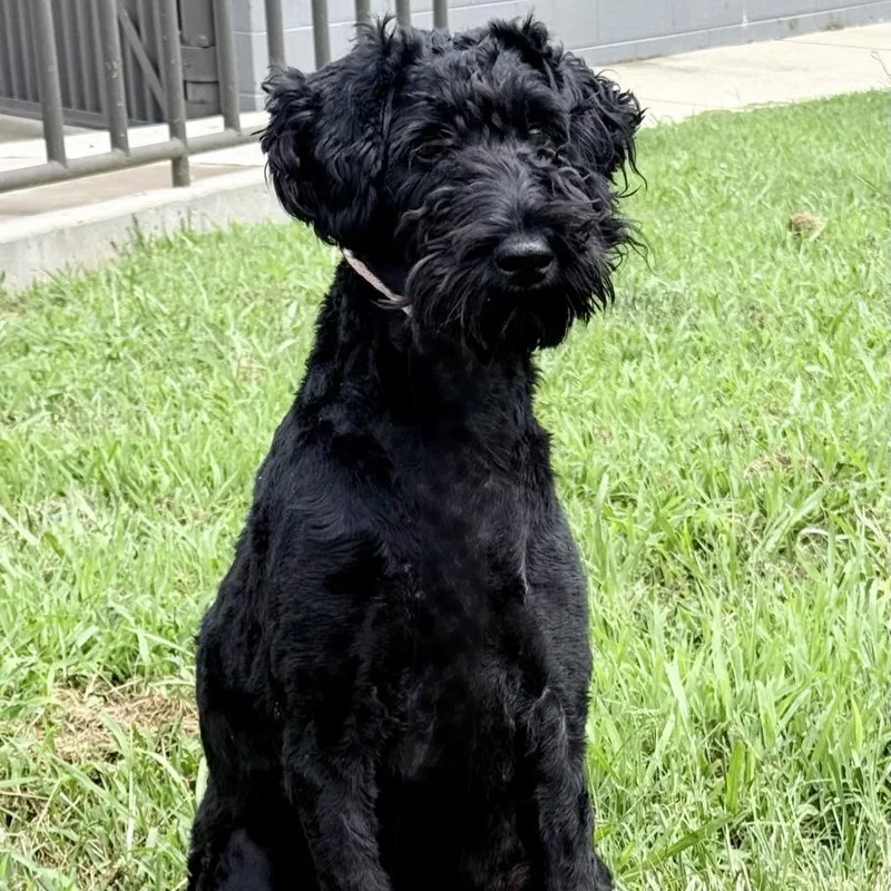 A young small-sized female Black Poodle dog named Maisa for adoption in Chattanooga, TN