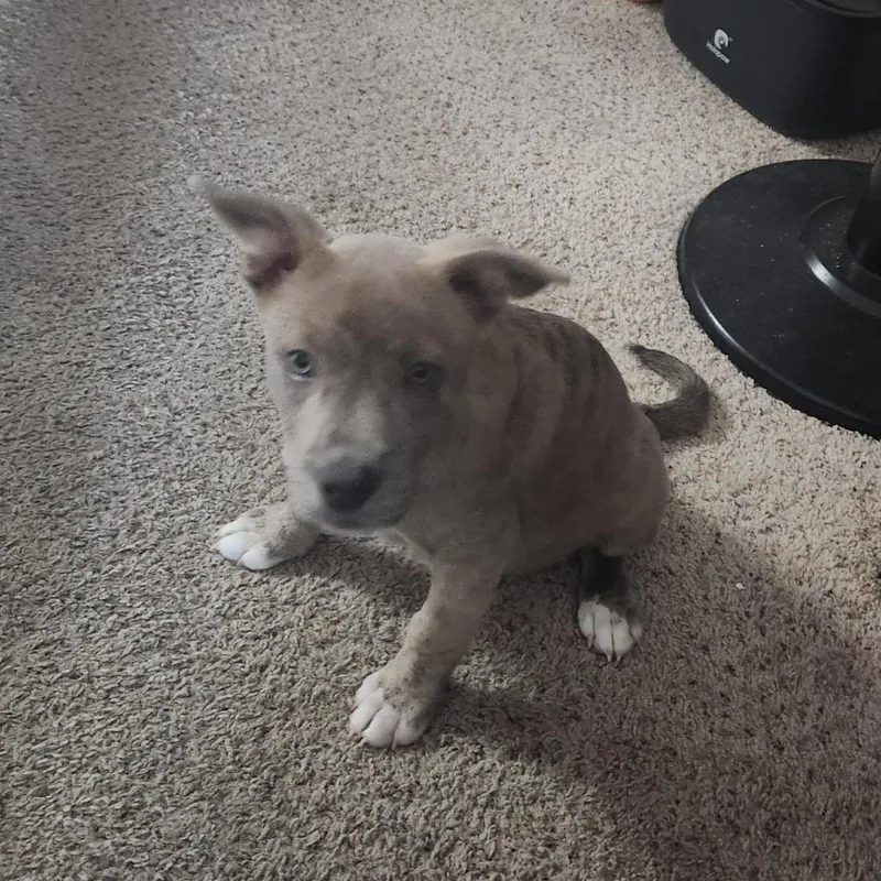 A baby medium-sized male Staffordshire Bull Terrier dog named Boo for adoption in San Antonio, TX
