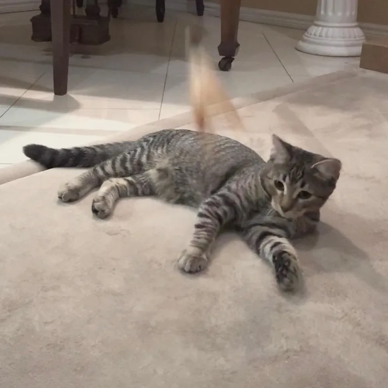 A baby medium-sized male Brown / Chocolate Domestic Short Hair cat named Caramel Frappe for adoption in Los Angeles, CA