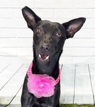 A young medium-sized female Black Labrador Retriever dog named Izzy for adoption in Castro Valley, CA