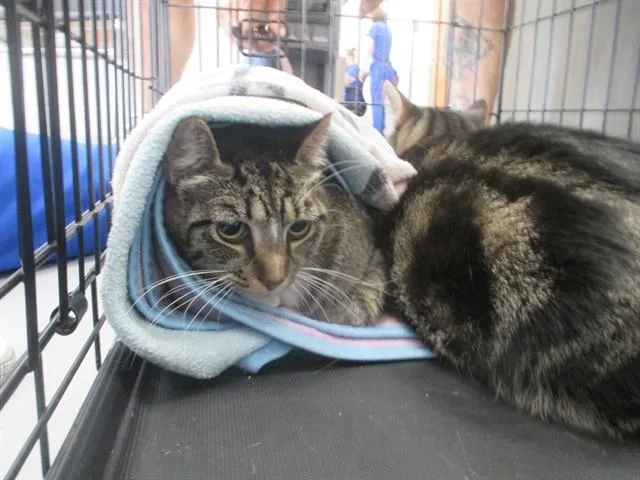 A young small-sized female Domestic Short Hair cat named Katana for adoption in Ocala, FL