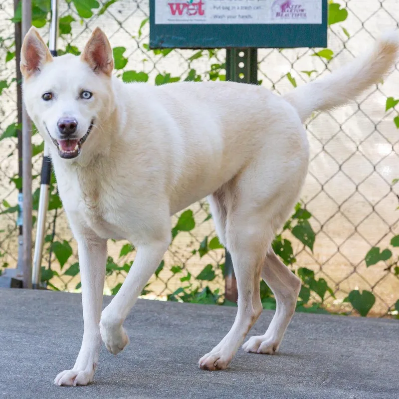 An adult medium-sized female White / Cream Mixed Breed dog named Kennedy for adoption in Cartersville, GA