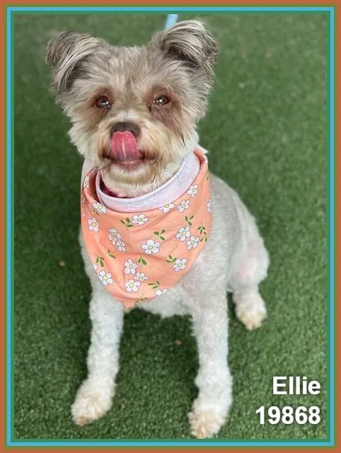 A senior small-sized female Gray / Blue / Silver Terrier dog named Ellie for adoption in Marietta, GA