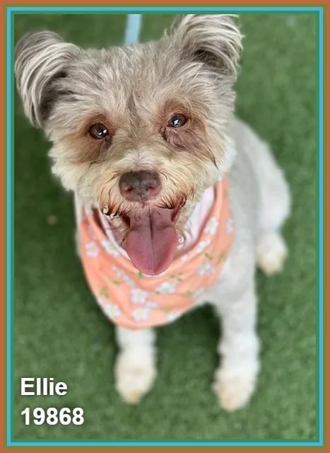 Ellie thumbnail 2