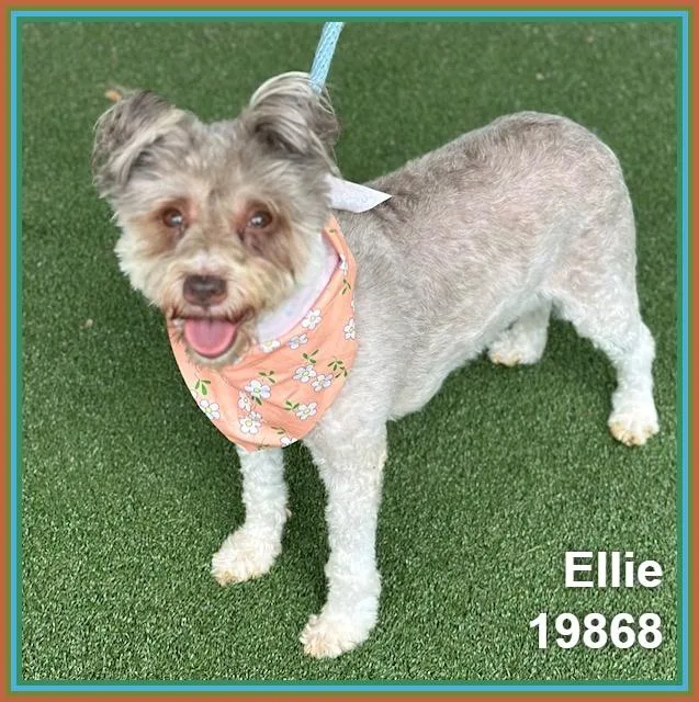 Ellie thumbnail 3