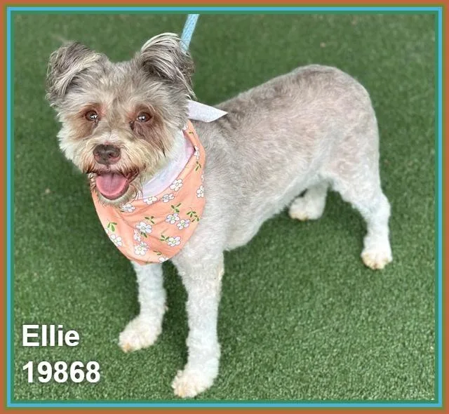 Ellie thumbnail 4
