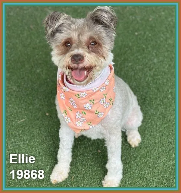 Ellie thumbnail 5