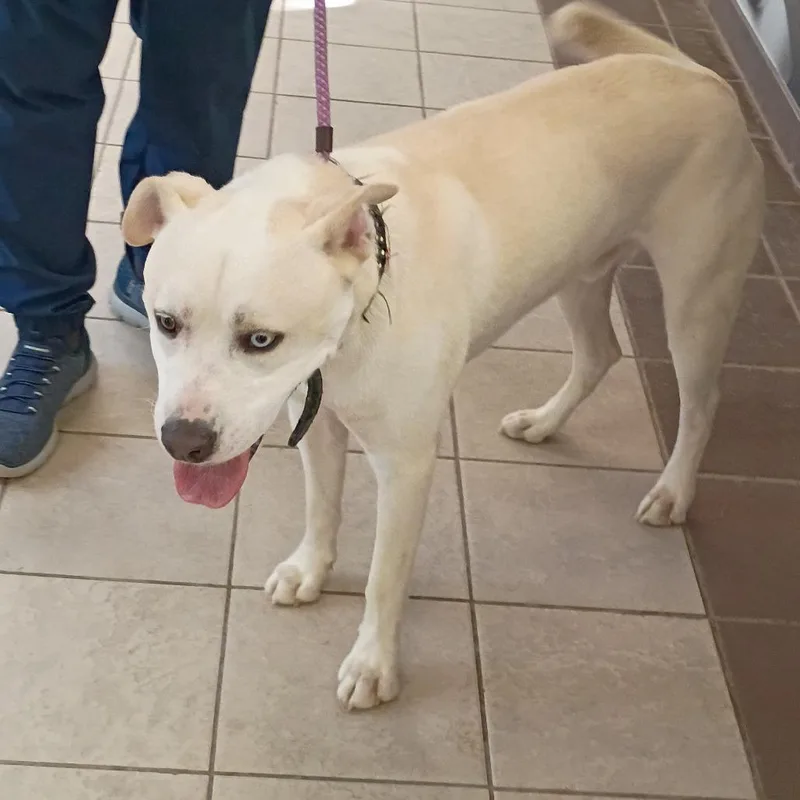 An adult large-sized male White / Cream Mixed Breed dog named StrayWarmSpringsRoad for adoption in Columbus, GA