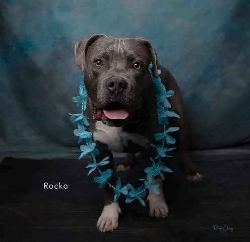 An adult medium-sized male American Staffordshire Terrier dog named Rocko for adoption in San Diego, CA