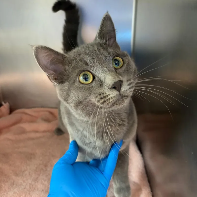 A young medium-sized male Gray / Blue / Silver Domestic Short Hair cat named Siegfried for adoption in Council Bluffs, IA