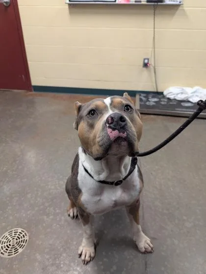 An adult extra large-sized male Pit Bull Terrier dog named Bubba for adoption in Independence, MO