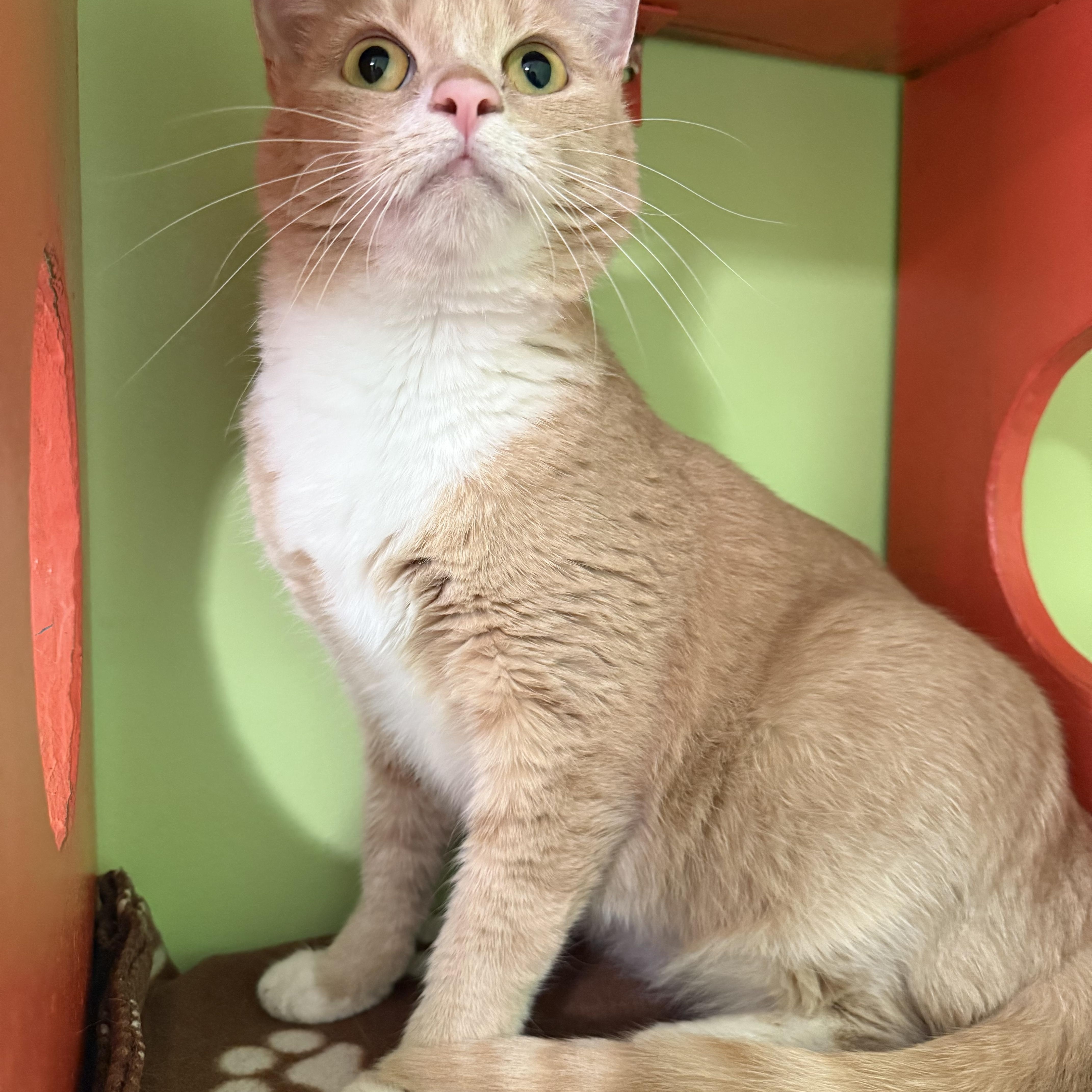 Valentino thumbnail 2