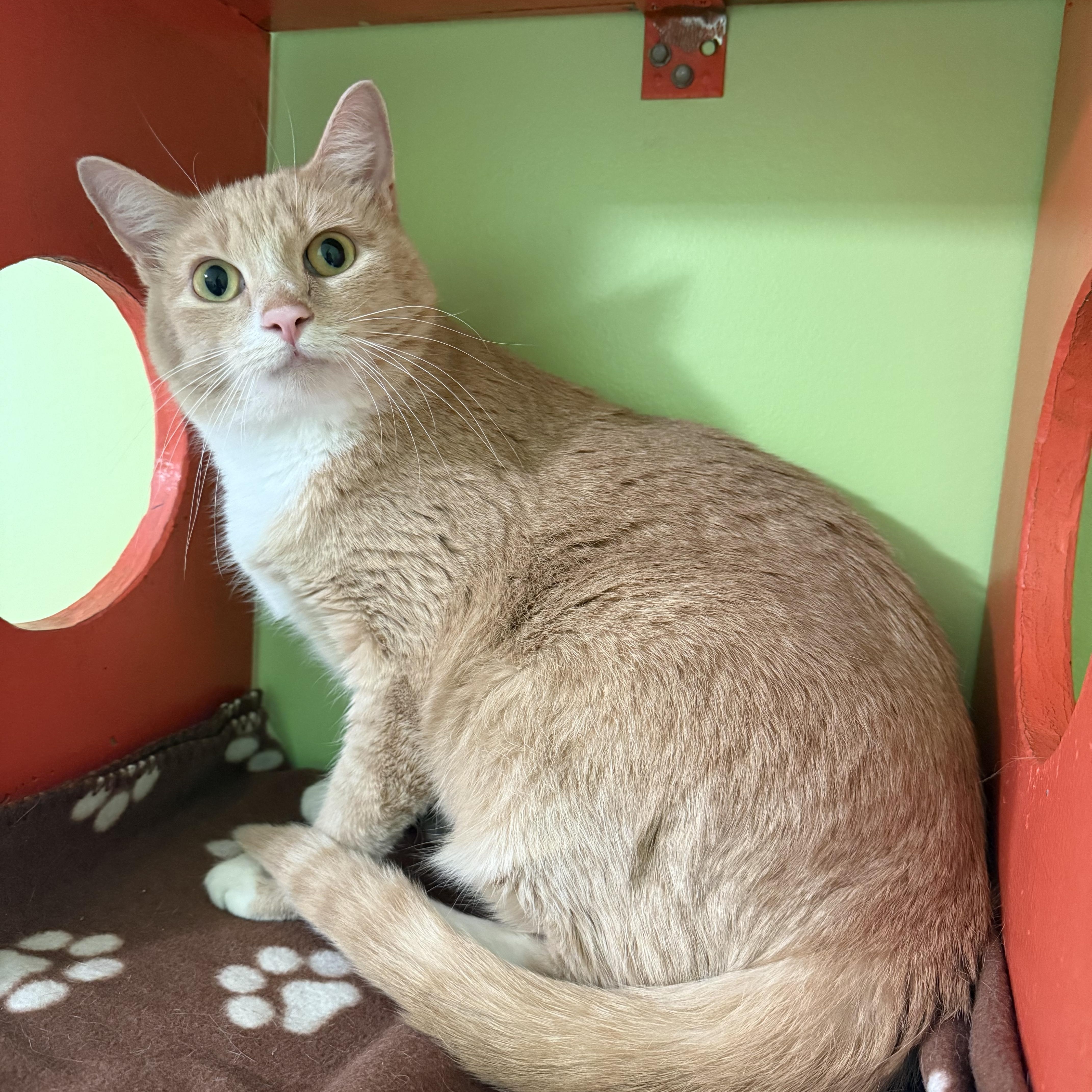 Valentino thumbnail 4