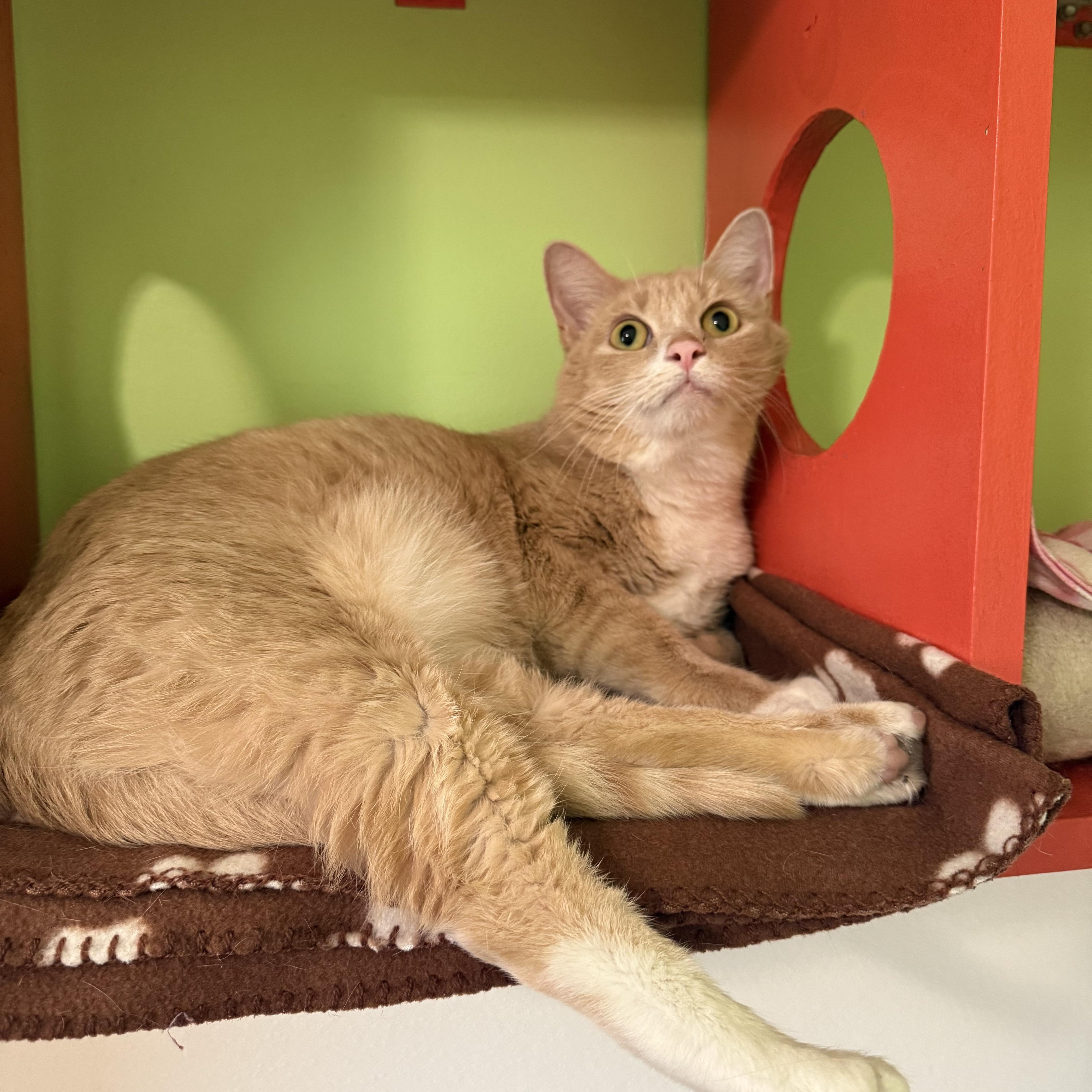 Valentino thumbnail 5