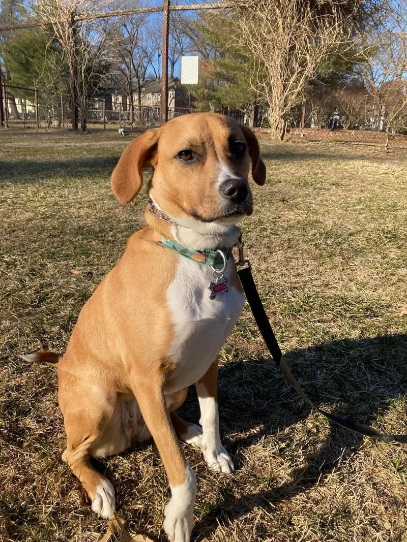 An adult large-sized female Hound dog named Rosy Fka Evie for adoption in Pomfret Center, CT