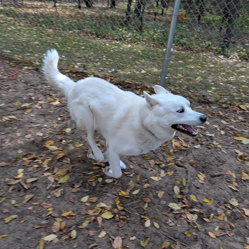 A young large-sized male White / Cream Husky dog named Tundra for adoption in Manistique, MI