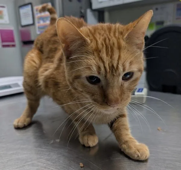 An adult medium-sized male Domestic Short Hair cat named Cale for adoption in Des Moines, IA