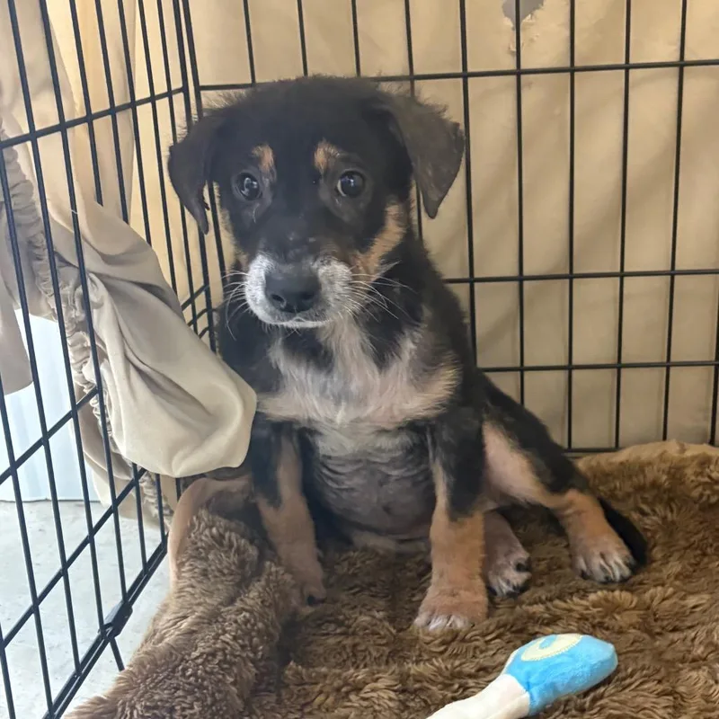 A baby small-sized female Black Shepherd dog named Halo  U for adoption in Tupelo, MS