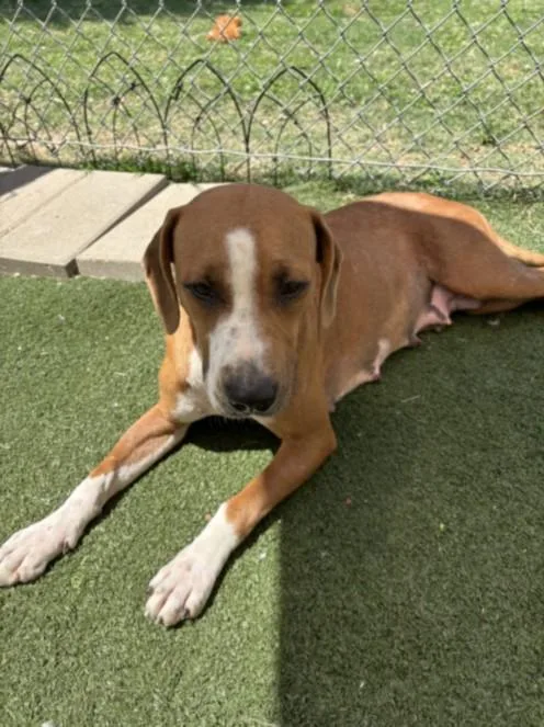 An adult medium-sized female Basset Hound dog named Coffee Cake for adoption in Texas City, TX
