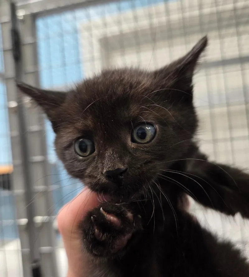 A baby small-sized male Domestic Short Hair cat named Tabasco for adoption in Gold Beach, OR