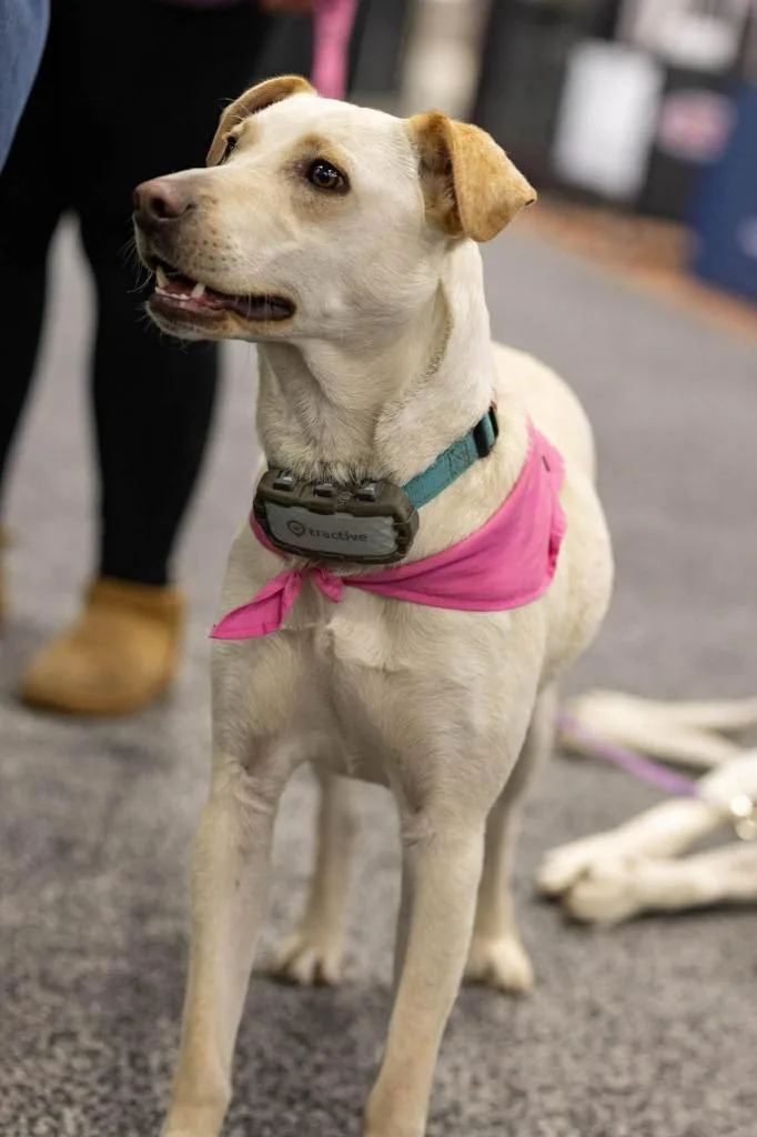 A young medium-sized female Labrador Retriever dog named Janeane $ for adoption in Milwaukee, WI