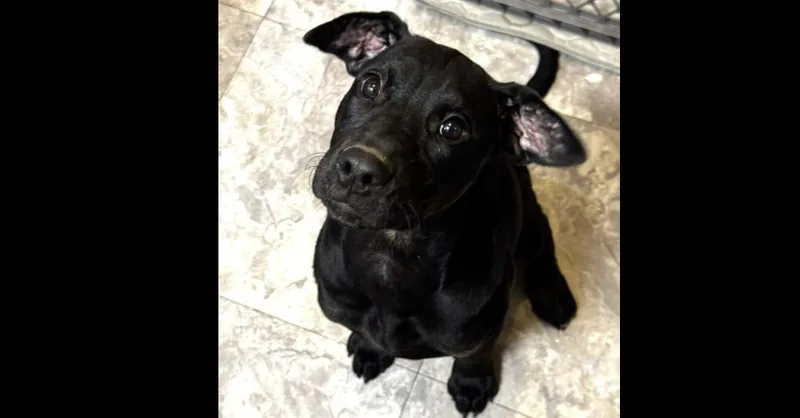 A baby large-sized female Black Mastiff dog named Tiana for adoption in Youngsville, NC