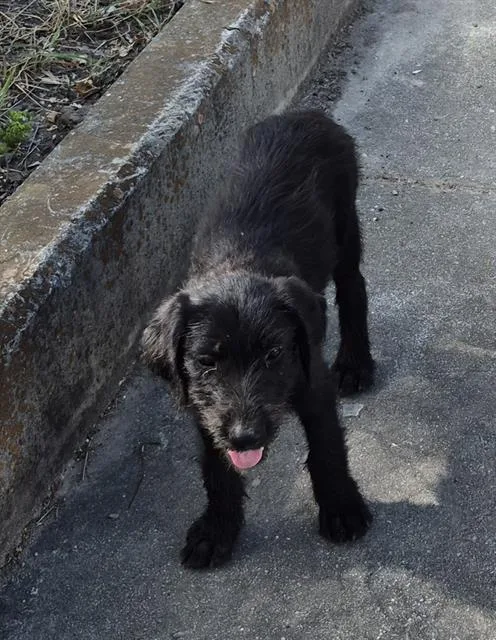 A baby medium-sized female Labrador Retriever dog named Musa for adoption in San Antonio, TX