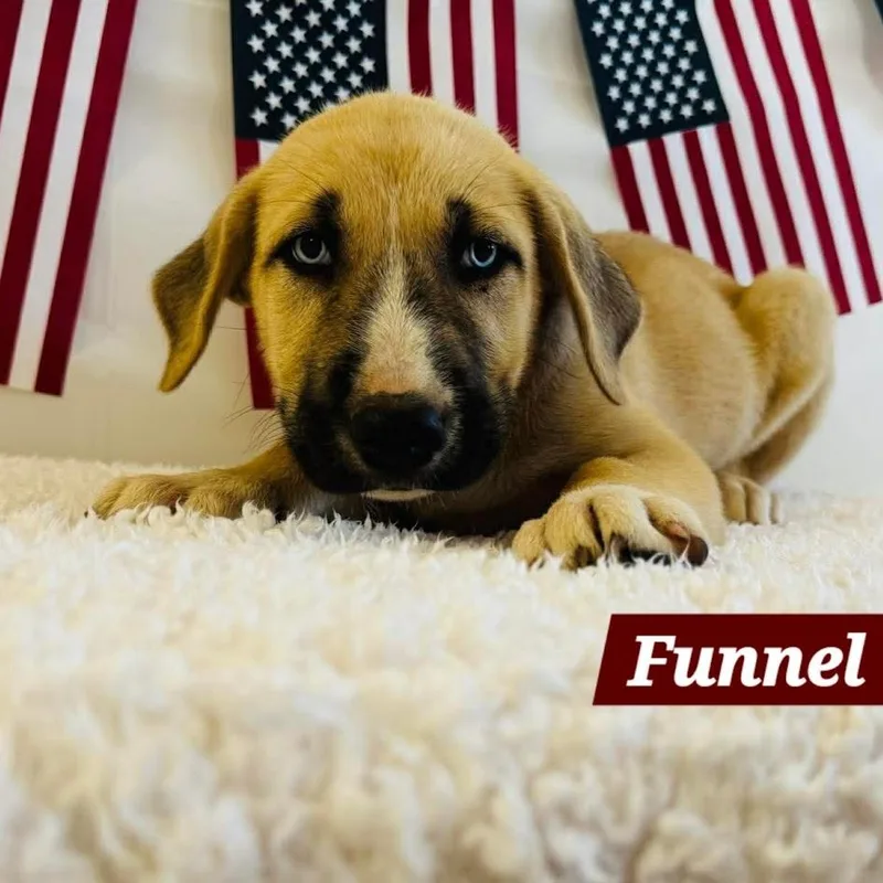 Funnel Cake