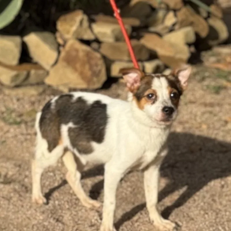A young small-sized male Chihuahua dog named Cookie for adoption in Williston, VT