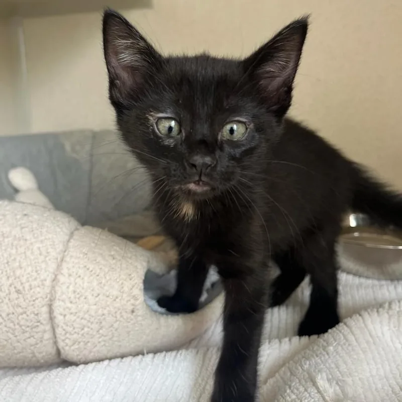 A baby small-sized female Black Domestic Short Hair cat named Quinn for adoption in Redwood City, CA