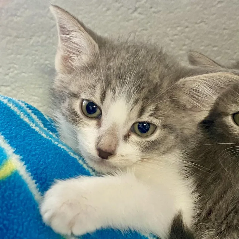 An adult large-sized female Gray / Blue / Silver Domestic Short Hair cat named Moira "Missy" for adoption in Huntsville, AL
