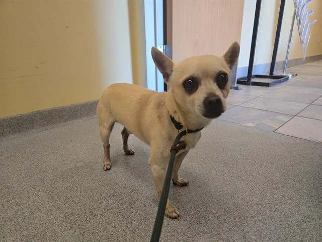 A young small-sized male Chihuahua dog named Hulk for adoption in Tustin, CA