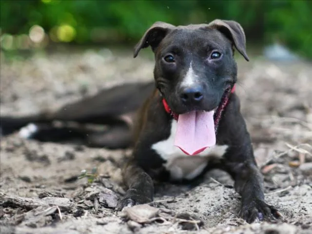 An adult medium-sized female Labrador Retriever dog named Quincy for adoption in Tavares, FL