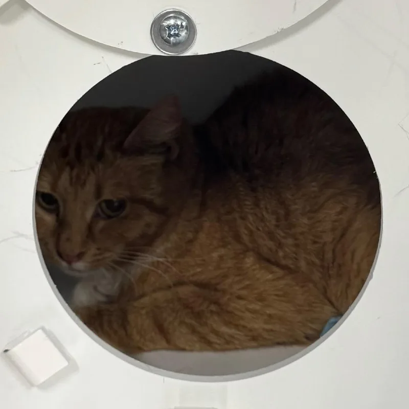 An adult medium-sized female Orange / Red Domestic Short Hair cat named Mimi for adoption in Salt Lake City, UT