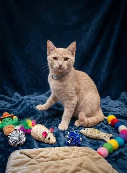 A baby small-sized female Domestic Short Hair cat named Triscuit for adoption in Cumming, GA