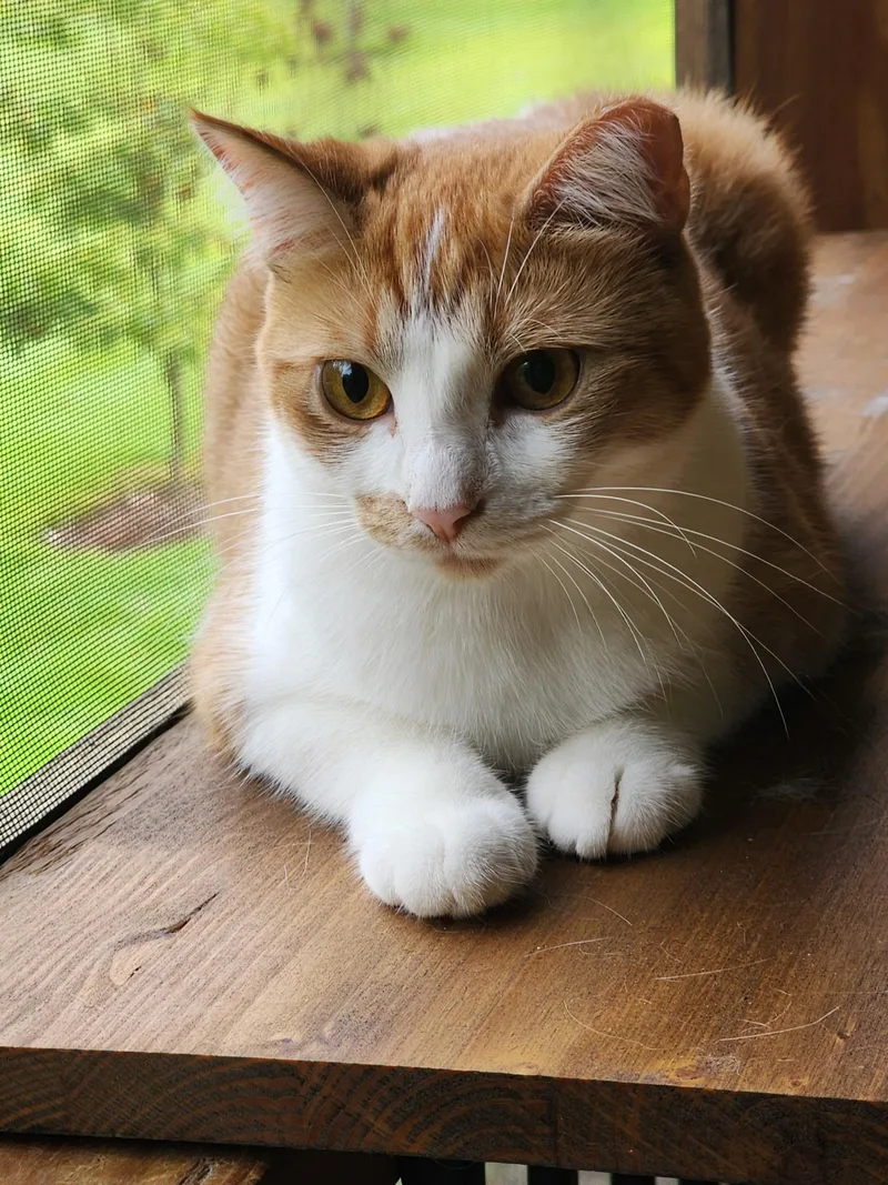 Cheddar & Gouda thumbnail 2