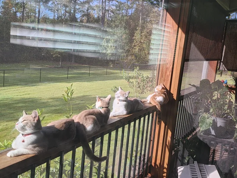 Cheddar & Gouda thumbnail 3