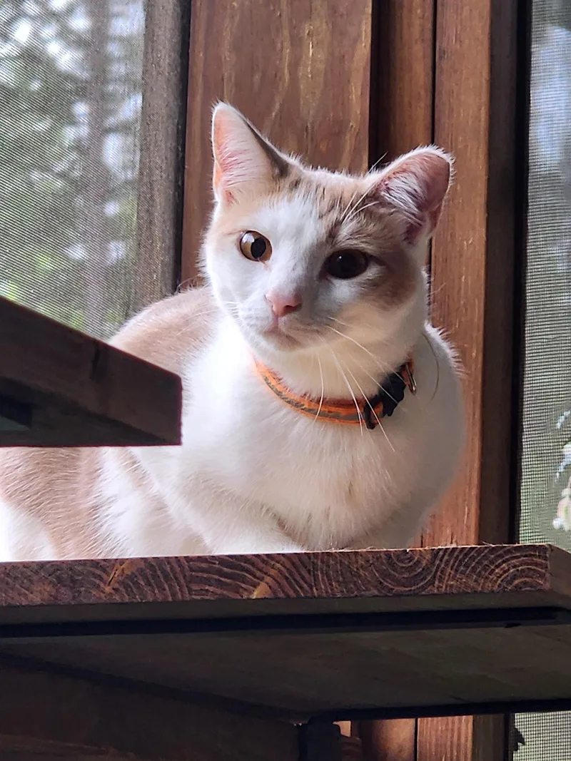 Cheddar & Gouda thumbnail 5