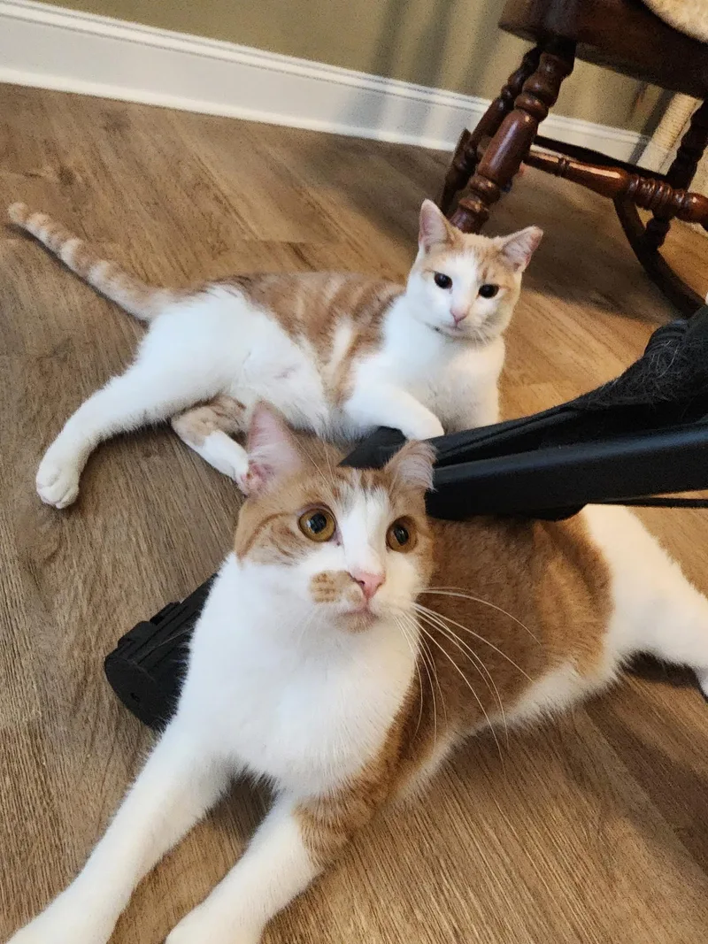 Cheddar & Gouda thumbnail 6