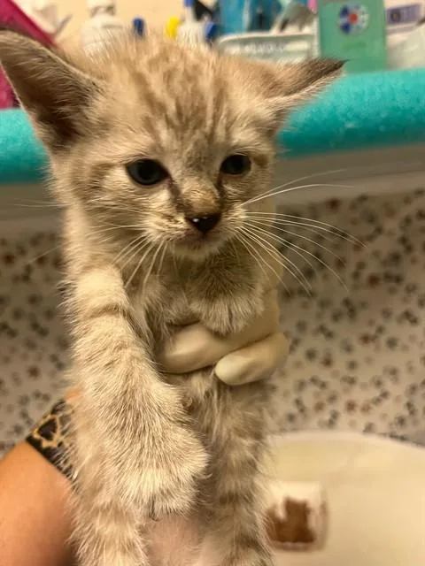 A baby small-sized male Domestic Short Hair cat named Yoshi for adoption in Riverside, CA