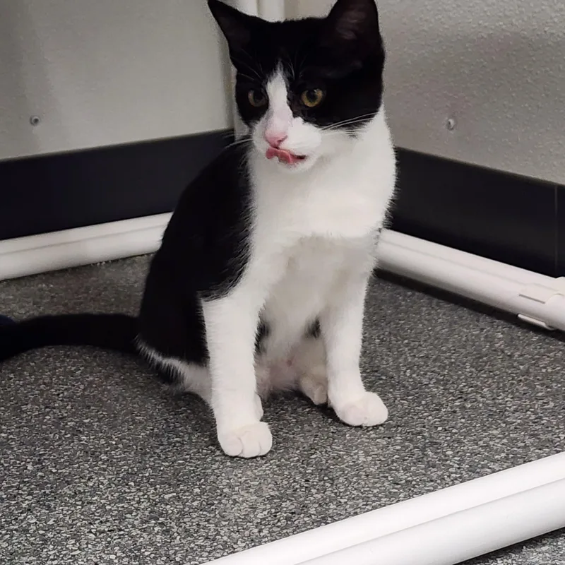 Oreo