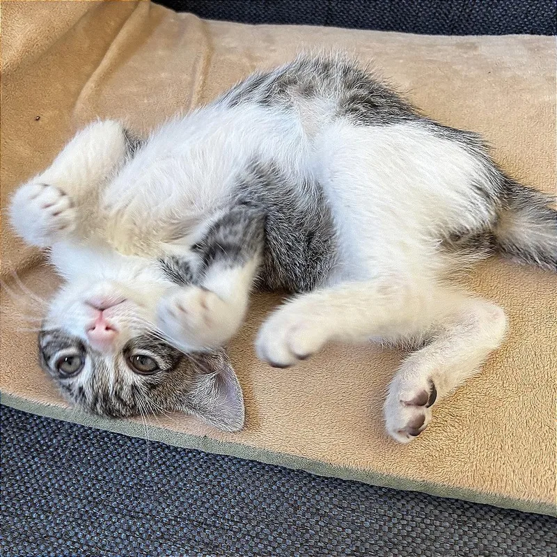 A baby small-sized male Brown / Chocolate Domestic Short Hair cat named A Tabs for adoption in Pleasant Hill, CA
