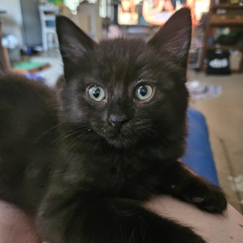 A baby medium-sized male Black Domestic Short Hair cat named Porthos for adoption in Portland, OR