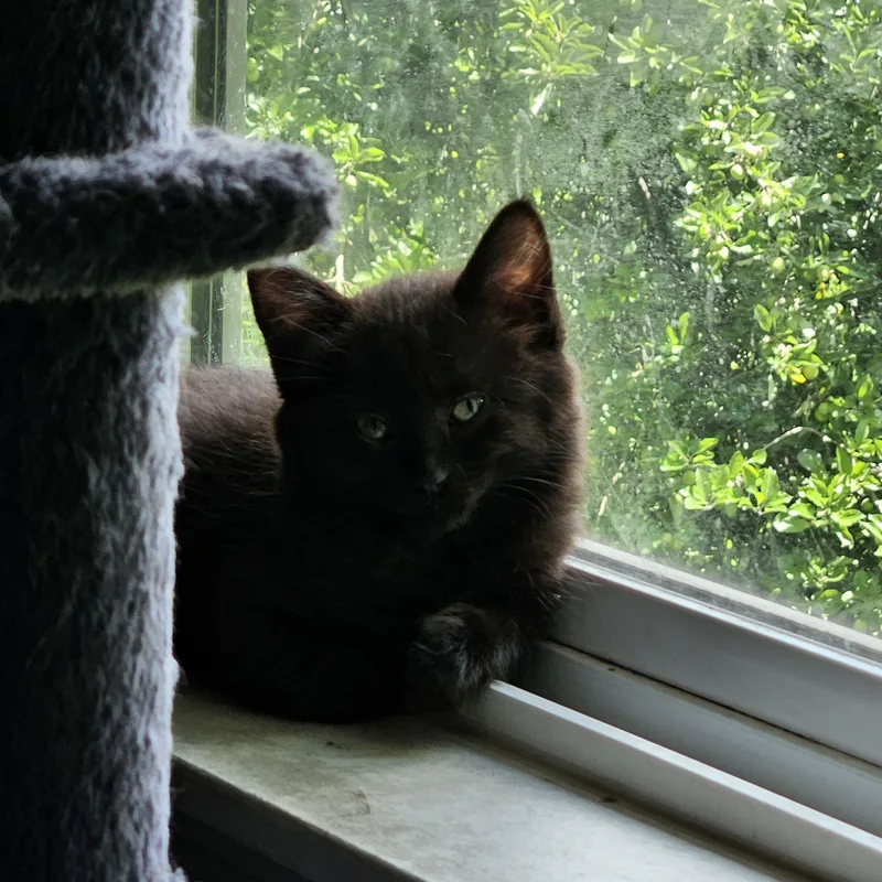 Porthos thumbnail 2