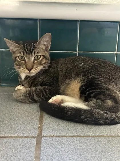 A baby small-sized male Domestic Short Hair cat named Lanikai for adoption in Honolulu, HI